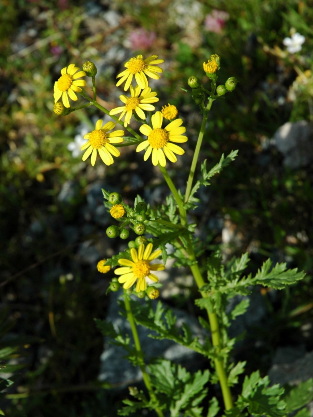 Senecio rupestris